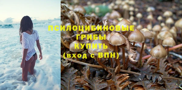 прущие грибы Алзамай
