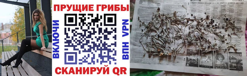 Псилоцибиновые грибы Cubensis  Новозыбков 