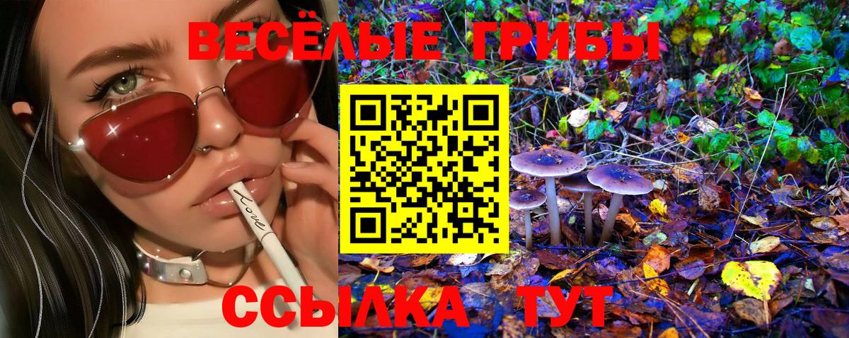 Псилоцибиновые грибы Psilocybine cubensis  Вход с VPN  купить наркотик  Новозыбков  Псилоцибиновые грибы Psilocybe 